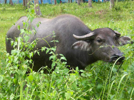 Wasserbüffel säumen oft den Weg. Jeden Abend finden außerdem Buffalo Fights in der Arena statt, die allerdings meist unblutig enden